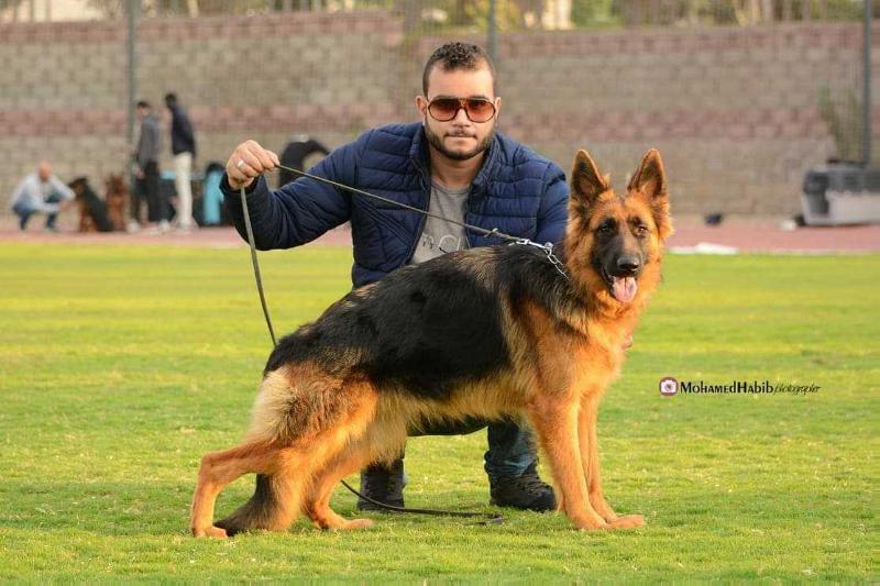 Berry vom house Aico | German Shepherd Dog 
