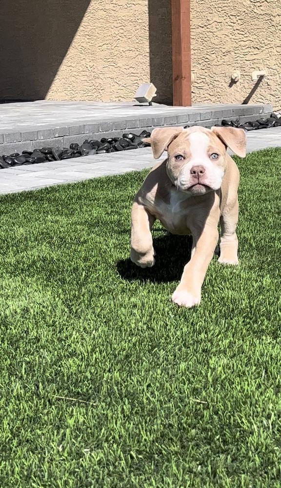 Sirline’s Lady Basil | American Bulldog 