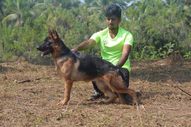 Angelina of kudla | German Shepherd Dog 