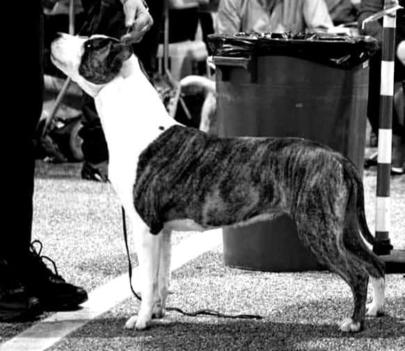 Lievore's Edition Queen Daenerys | American Staffordshire Terrier 