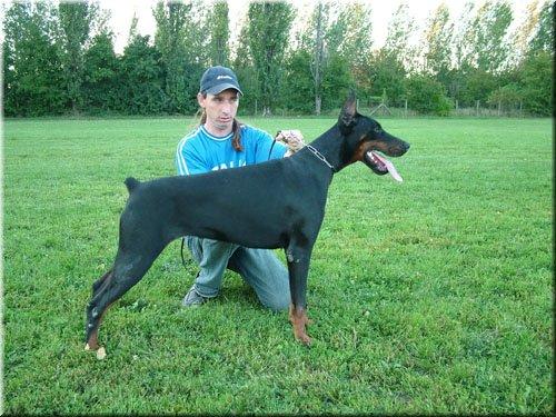 Feliciti di Modello | Black Doberman Pinscher