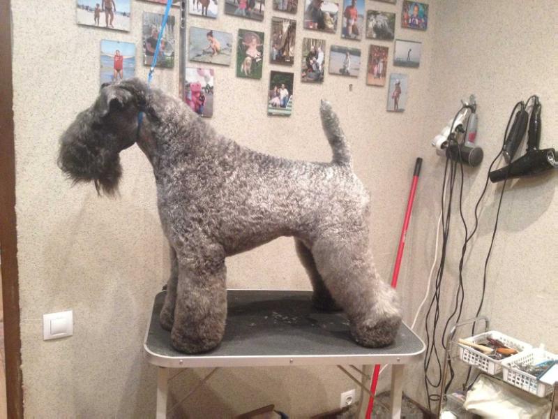 Bell' Bolari Korvin Amberskiy | Kerry Blue Terrier 