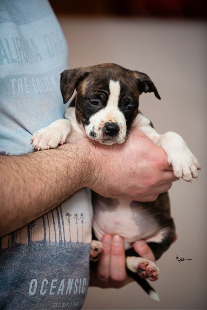 JC Ring Angels Penny | American Staffordshire Terrier 