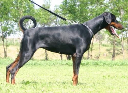 Pallas v. Hunnoterra | Black Doberman Pinscher