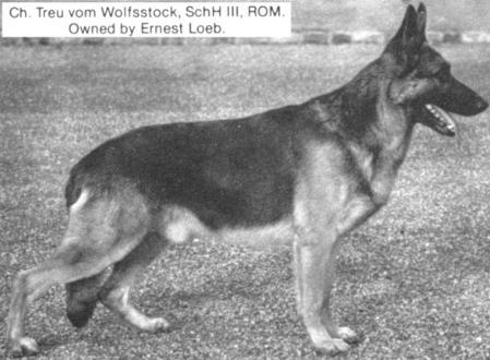 Treu vom Wolfsstock | German Shepherd Dog 