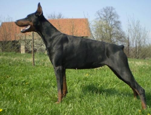 Tahi-Réme Mirage | Black Doberman Pinscher