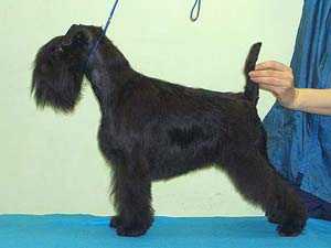 TASSEL BLACK Of Dutch Spirit | Miniature Schnauzer 