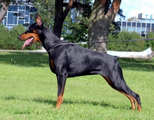 Odette Hani Red del Rio Bianco | Black Doberman Pinscher