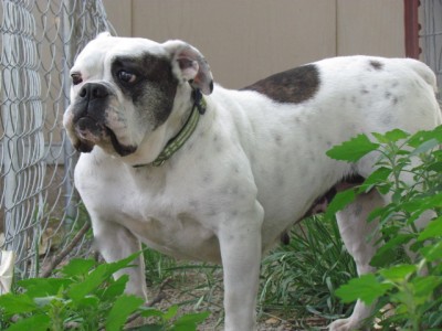 Starline's Anastasia | Olde English Bulldogge 