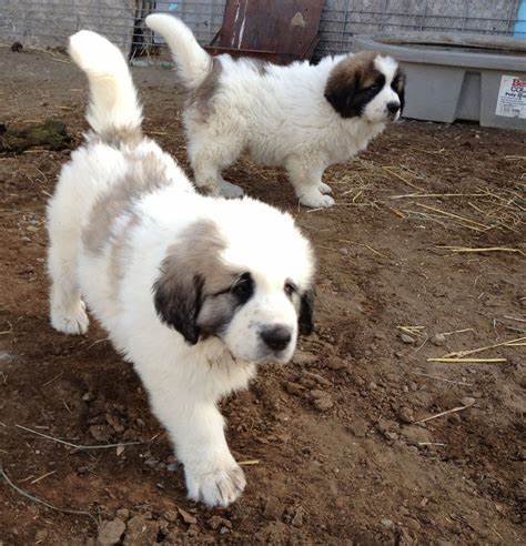 Pyrenean Mastiff