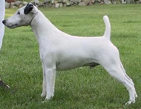 Hexham I do Declare | Smooth Fox Terrier 