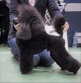 Swan Sensation Bis Or Nothing | Poodle 