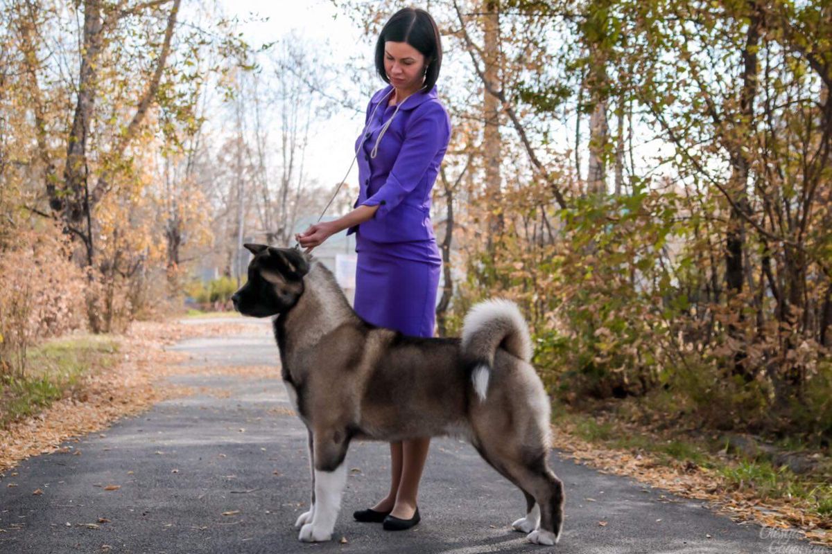 Vivalottara Ashel Total Victory | Akita 