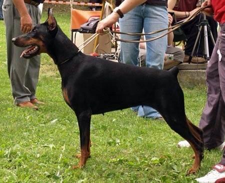 Orcha Hani Red del Rio Bianco | Black Doberman Pinscher