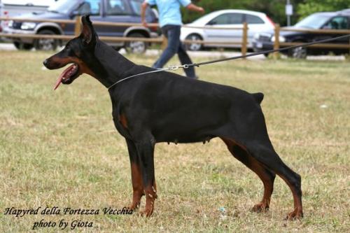 Hapyred della Fortezza Vecchia | Black Doberman Pinscher