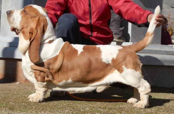 Gabriel Queen's Hermelin | Basset Hound 