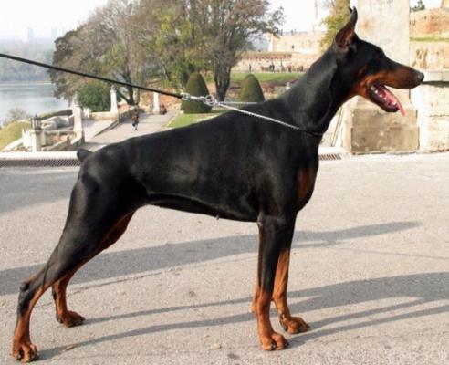 Jenna Renewal | Black Doberman Pinscher