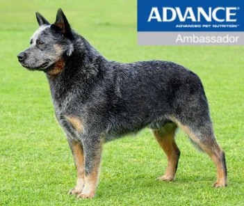 Duwest Say No More | Australian Cattle Dog 
