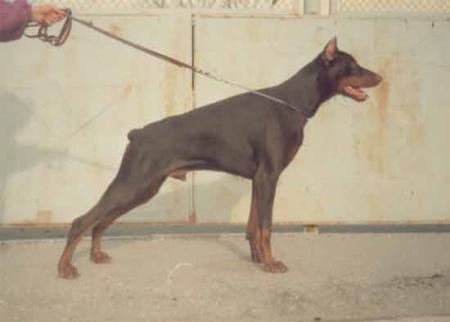 Ak-Yar Domingo | Black Doberman Pinscher