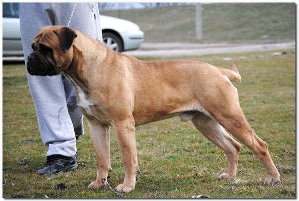 Nero Von Martinland | Bullmastiff 