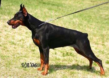 Oliva di Perlanera | Black Doberman Pinscher