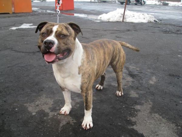 Golden Eye Kamelot | American Staffordshire Terrier 