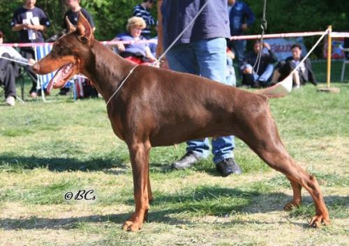 Metaxa Evina | Brown Doberman Pinscher