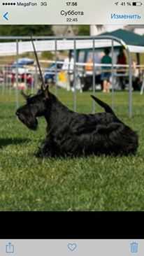 My Be Born To Be The Best | Scottish Terrier 