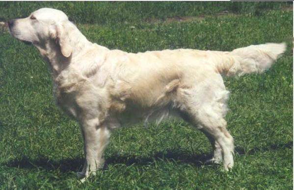 Styal Statonice | Golden Retriever 