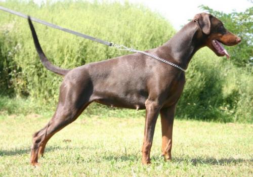 Quarria v. Hunnoterra | Brown Doberman Pinscher