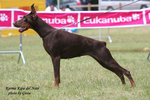 Karma Kaja del Nasi | Brown Doberman Pinscher