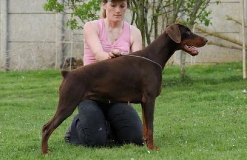 Princess Prima v. Jahrestal | Brown Doberman Pinscher