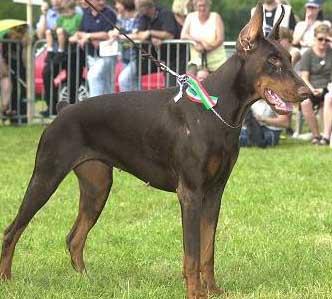 Ardita Gladio (LO99113021) | Brown Doberman Pinscher