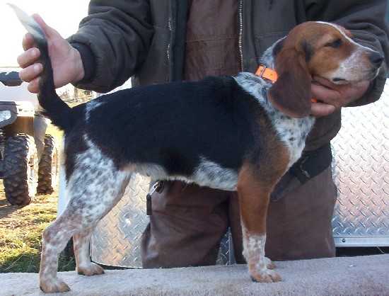 Scroghams Blue KY Moon | Beagle 