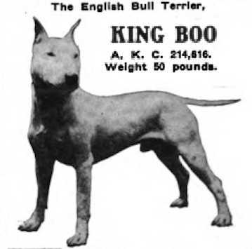 King Boo (214616) | Bull Terrier 