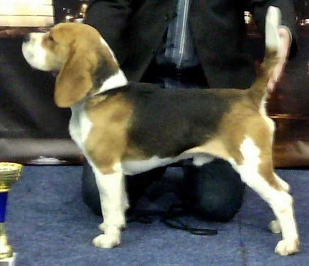 Templomhalmi-Nimród Bradley | Beagle 