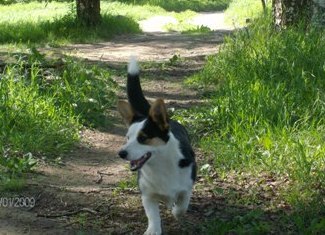 Ingermanlandiya ANFISA | Cardigan Welsh Corgi 