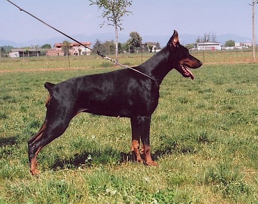 Perro de Casta Bonita | Black Doberman Pinscher