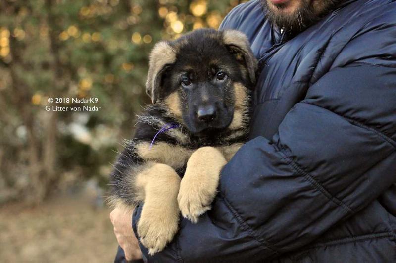Glinda von Nadar | German Shepherd Dog 