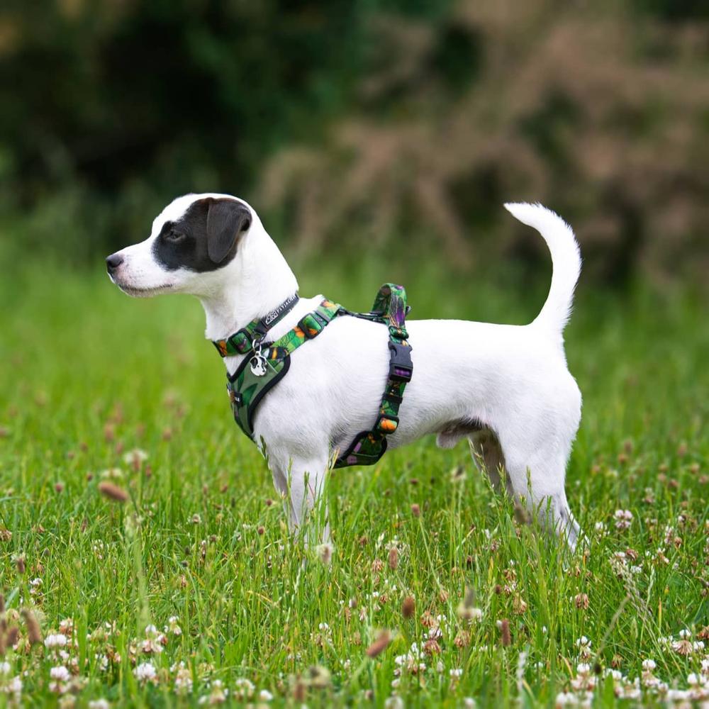 Dallas Grey Vanilla | Parson Russell Terrier 