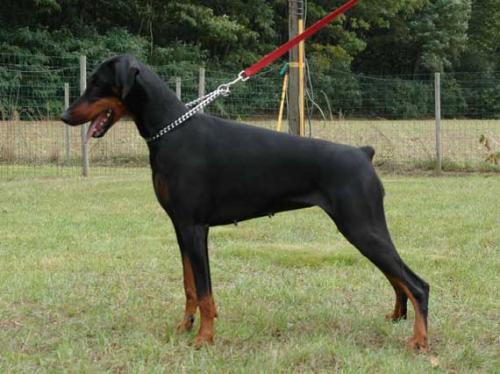 Djina v.'t Donkenhof | Black Doberman Pinscher