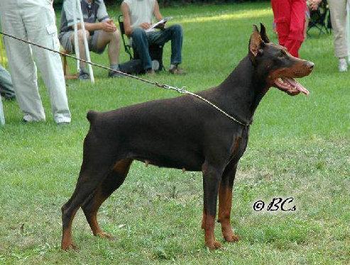 Rea Best of Island | Brown Doberman Pinscher