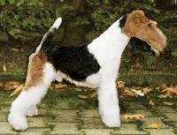 Sonorra Super Trooper | Wire Fox Terrier 