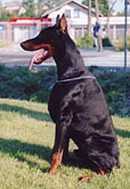 Gerd Best of Island | Black Doberman Pinscher