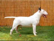 Steadfast Silver Stone von Bressendorff | Bull Terrier 