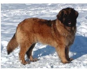 Amidale Löwe v. Walhall ? | Leonberger 