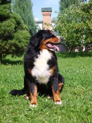 SENNENHUND ROSSII YANITA | Bernese Mountain Dog 