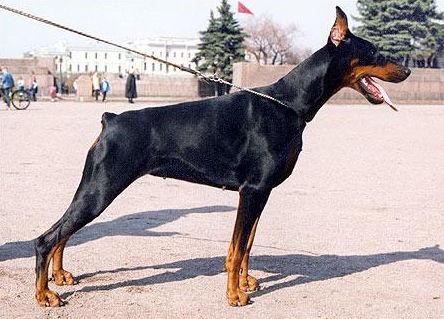 Leib Solond Bully Blaze | Black Doberman Pinscher