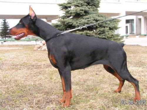 Leib Solond Dear Bo Bambina | Black Doberman Pinscher