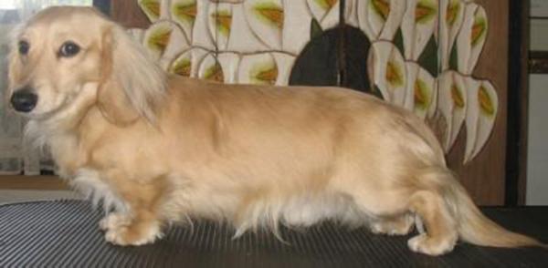 Del Amai’s Gorgeous George | Dachshund 